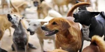 जंगली कुत्तों के हमले में गई दो मासूमों की जान, इलाके में दहशत का माहौल