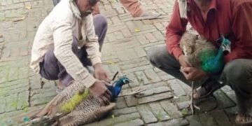 घायल मिले तीन मोरो का वनकर्मियों ने कराया इलाज