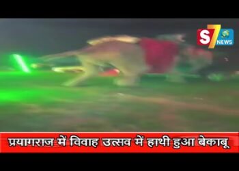 नहीं देखा होगा हाथी का ऐसा तांडव,प्रयागराज में विवाह उत्सव में हाथी हुआ बेकाबू