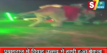 नहीं देखा होगा हाथी का ऐसा तांडव,प्रयागराज में विवाह उत्सव में हाथी हुआ बेकाबू