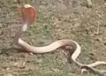 रायबरेली में दिखा पहली बार सफेद कोबरा